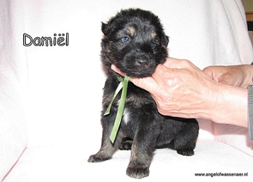 Damiël, zwart-bruine reu, 4 weken jong